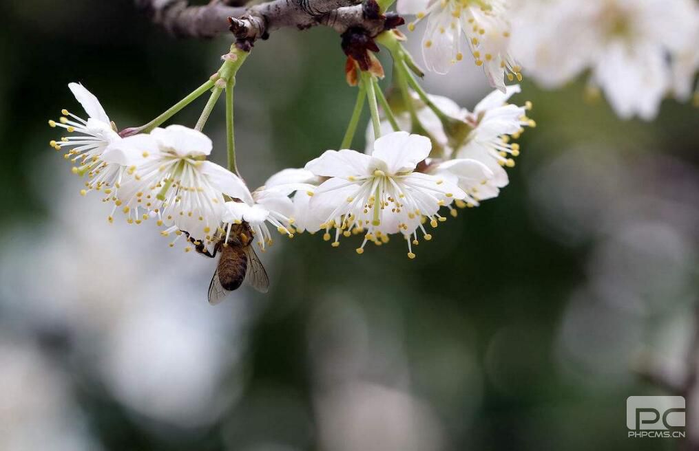 3月櫻桃怎么促進成花提高坐果率?要用哪些水溶肥?
