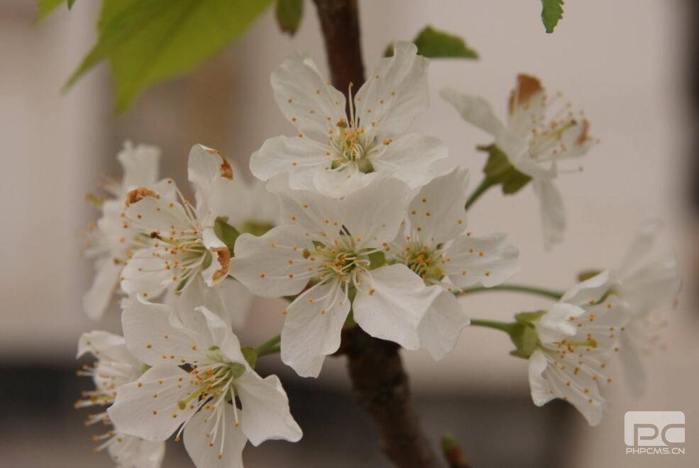 3月櫻桃怎么促進成花提高坐果率?要用哪些水溶肥?