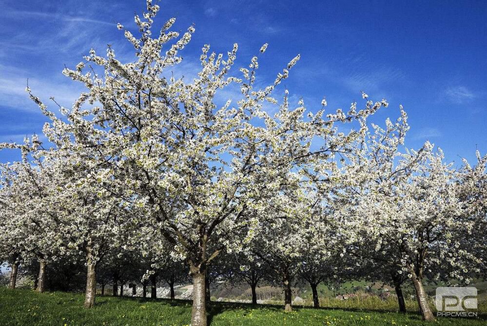 3月櫻桃怎么促進成花提高坐果率?要用哪些水溶肥?